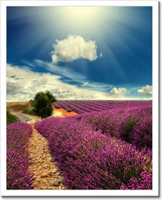 Poszterek keretben 40x50 Levendula tájkép