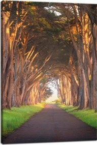 Vászonkép Út a fák között Természet 40x60 cm