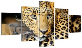 Kép - állatok (125x70cm)