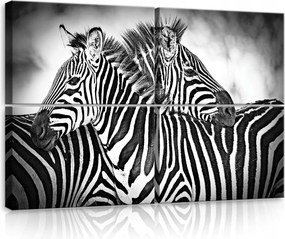 Vászonkép 120x80 Zebra csíkos fekete-fehér szafari állatok természet minta grafika