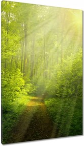 Vászonkép 80x120 Varázslatos erdő Sugárzás