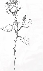 Poszter 67,5x95cm Rózsa kontúr