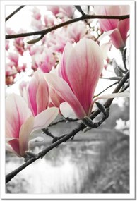Poszterek keretben 40x60 Magnólia Virágok