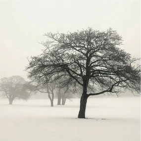 Fotótapéta Flizelin Dekoratív az irodába Téli fák 250x250 Ragasztó