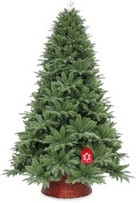 Nordmann jegenyefenyő 180 cm