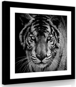 Vászonkép 40x40 Tigris fekete-fehér portré vadállat erős tekintet szőrme