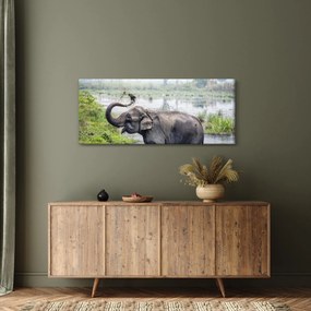 Kép - Fürdőző elefánt (120x50 cm)