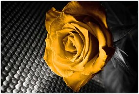 Poszterek 120x80 Sárga rózsa