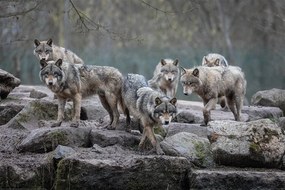 XXL poszter Wolf - Grey Wolves, (120 x 80 cm)