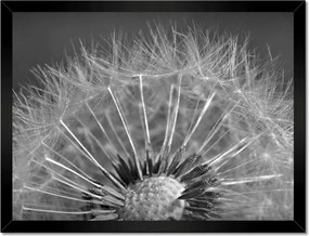 Poszterek keretben 40x30 Pitypang Virág Virágok