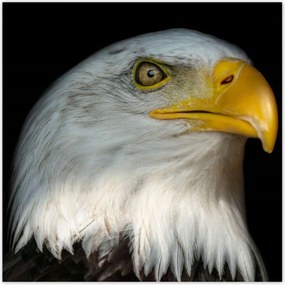 Poszterek 30x30 Fehér amerikai madár