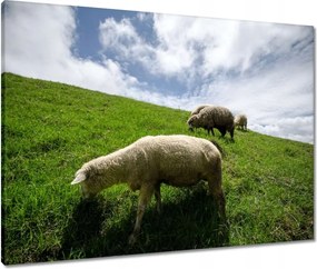 Vászonkép 80x60 Bárányok a legelőn