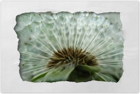 Poszterek 90x60 Pitypang Virág Virágok