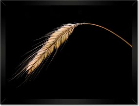 Poszter keretben 40x30 Kalász rozs gabona arany