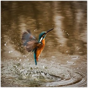 Poszterek 100x100 Vízivó madár Madár