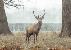 Poszter 100x70cm Szarvas az erdőben, Assaf Frank