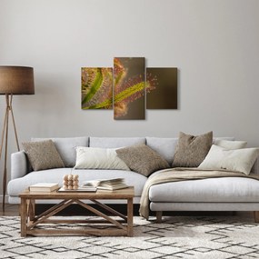 A növény képe (90x60 cm)