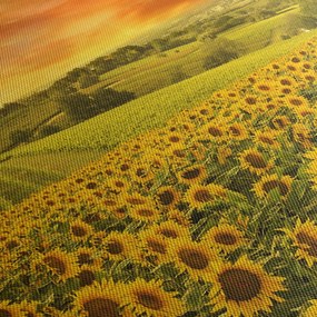 Kép - Napraforgó mező (90x60 cm)