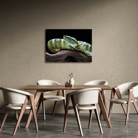 Kép - Wagler csörgőkígyó (70x50 cm)
