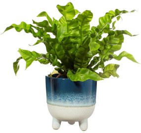 Bohemian Home Mojave kék virágcserép, ø 11,7 cm - Sass &amp; Belle