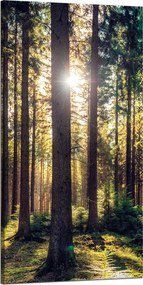 Vászonkép Erdő Nap Fák Tavasz Reggel 60x120 cm