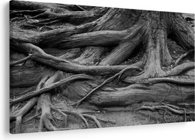 Kép - A fa gyökerei (90x60 cm)