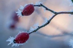 Fotográfia The red fruits of the dog, Edda Dupree