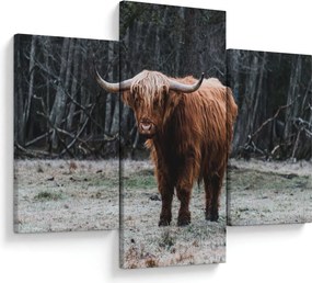 Kép - Skót tehén 2 (90x60 cm)