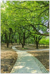 Poszterek 60x90 Zöld park úttal