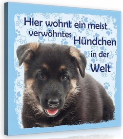 Vászonkép 80x80 Kiskutya német juhászkutya aranyos elkényeztetett kis kedvenc nyomok