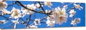 Vászonkép 150x50 Almafa virág