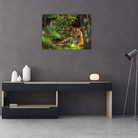 Pihenő tigris képe (70x50 cm)