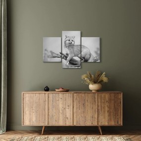 Kép - Szürke róka (90x60 cm)