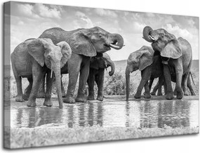 Vászonkép Elefántok a vízen Szürke Természet 80x50 cm