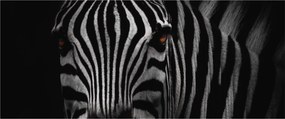 Zebra képe (120x50 cm)
