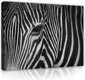 Vászonkép 80x60 Zebra csíkok fekete-fehér kontraszt szem vad természet állatok