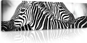 Vászonkép 145x45 A zebra monokróm harmóniája a nappali fény ölelésében