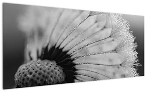 Pitypang képe - fekete fehér (120x50 cm)