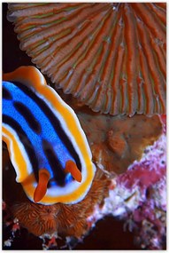 Poszterek 60x90 Halak a vízi ökoszisztémában