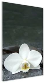 Akrilkép Orchidea kövek oav-113617594
