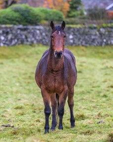 Poszter 40x50cm Ló a mezőn, Assaf Frank