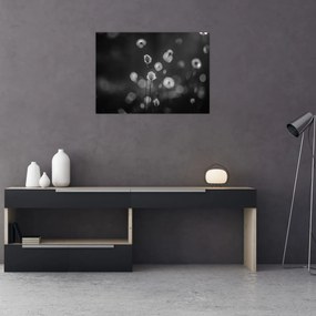 Üveg kép - Pamutfű a réten (70x50 cm)