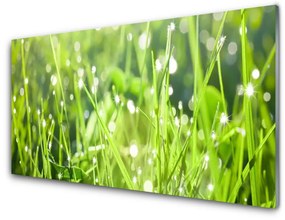 Akrilkép Grass Nature Plant 100x50 cm 2 fogas