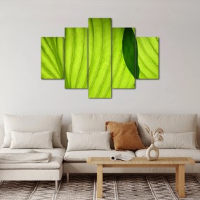 Kép - Zöld levél részlete (150x105 cm)