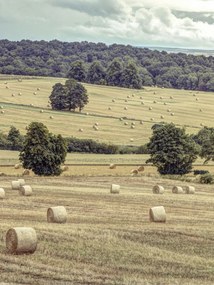 Poszter 30x40cm Szénakazalok a mezőkön 2, Assaf Frank