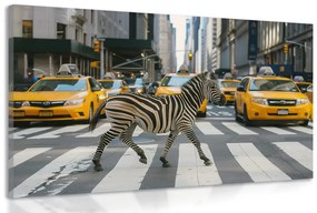 Kép zebra New Yorkban