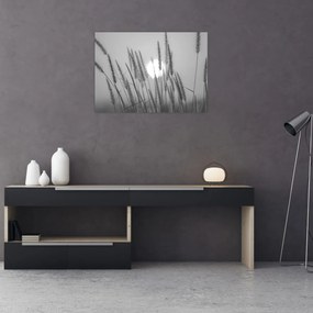 Üveg kép - Mező naplementében (70x50 cm)