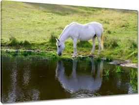 Våszonkép 90x60 Fehér ló