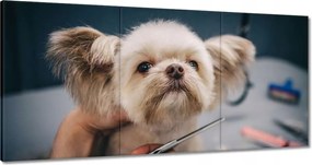 Képek 180x90 Kutya a Groomer nappaliban