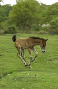 Poszter 53x81cm Csikó fut a mezőn, Assaf Frank